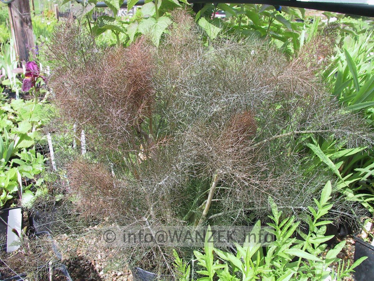 Foeniculum vulgare Rubrum - Bronzefenchel Austrieb1.JPG